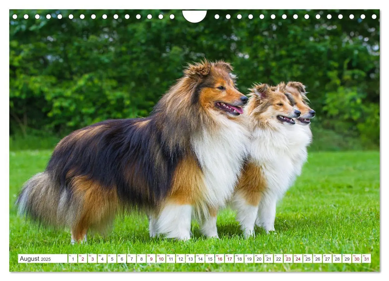 Bild: 9783457169902 | Sheltie - Ein Stück vom Glück (Wandkalender 2025 DIN A4 quer),...