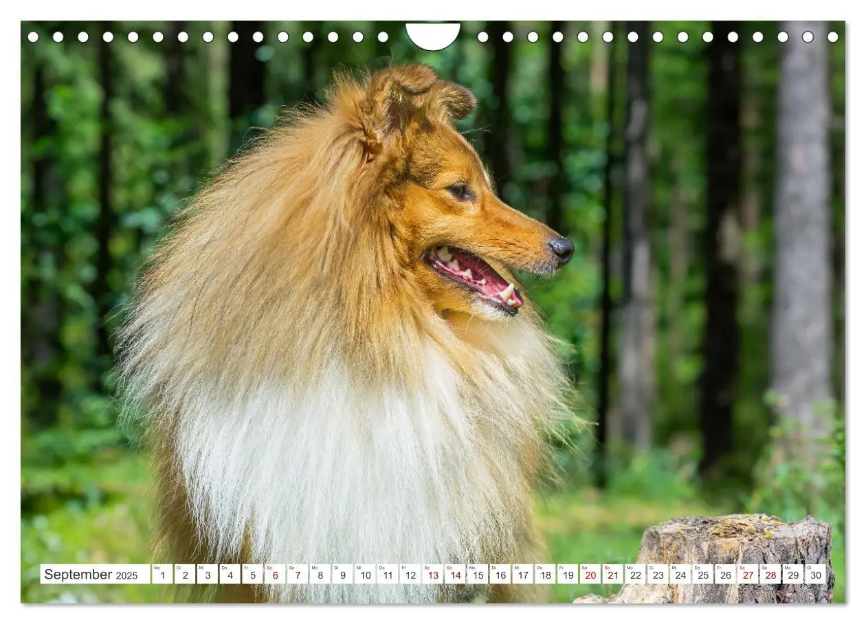 Bild: 9783457169902 | Sheltie - Ein Stück vom Glück (Wandkalender 2025 DIN A4 quer),...