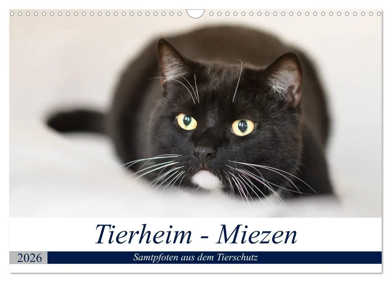 Cover: 9783516019902 | Tierheim - Miezen (Wandkalender 2026 DIN A3 quer), CALVENDO...