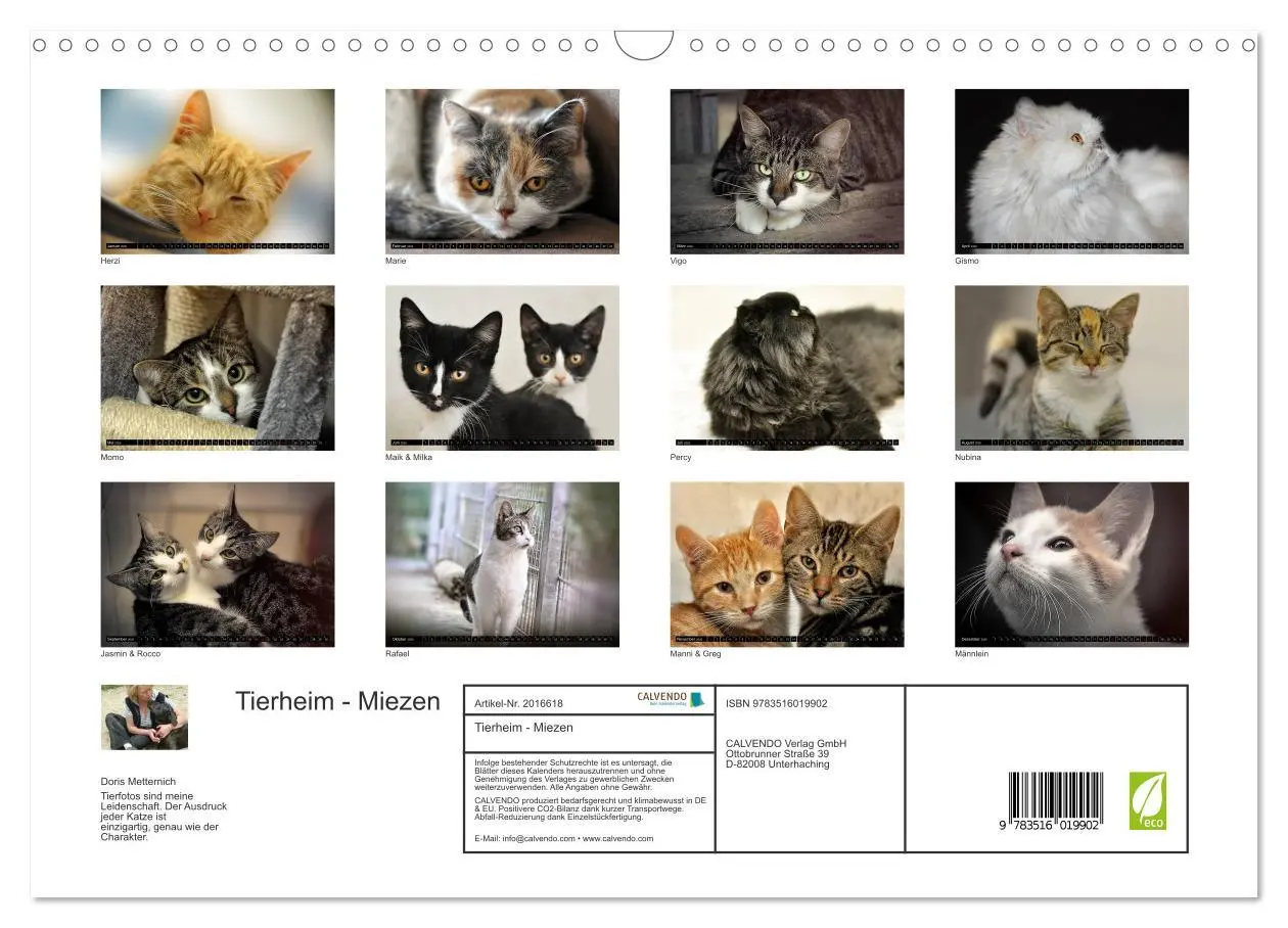 Bild: 9783516019902 | Tierheim - Miezen (Wandkalender 2026 DIN A3 quer), CALVENDO...