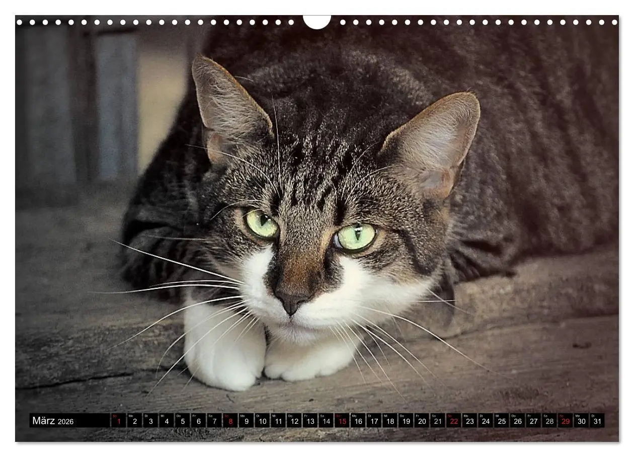 Bild: 9783516019902 | Tierheim - Miezen (Wandkalender 2026 DIN A3 quer), CALVENDO...