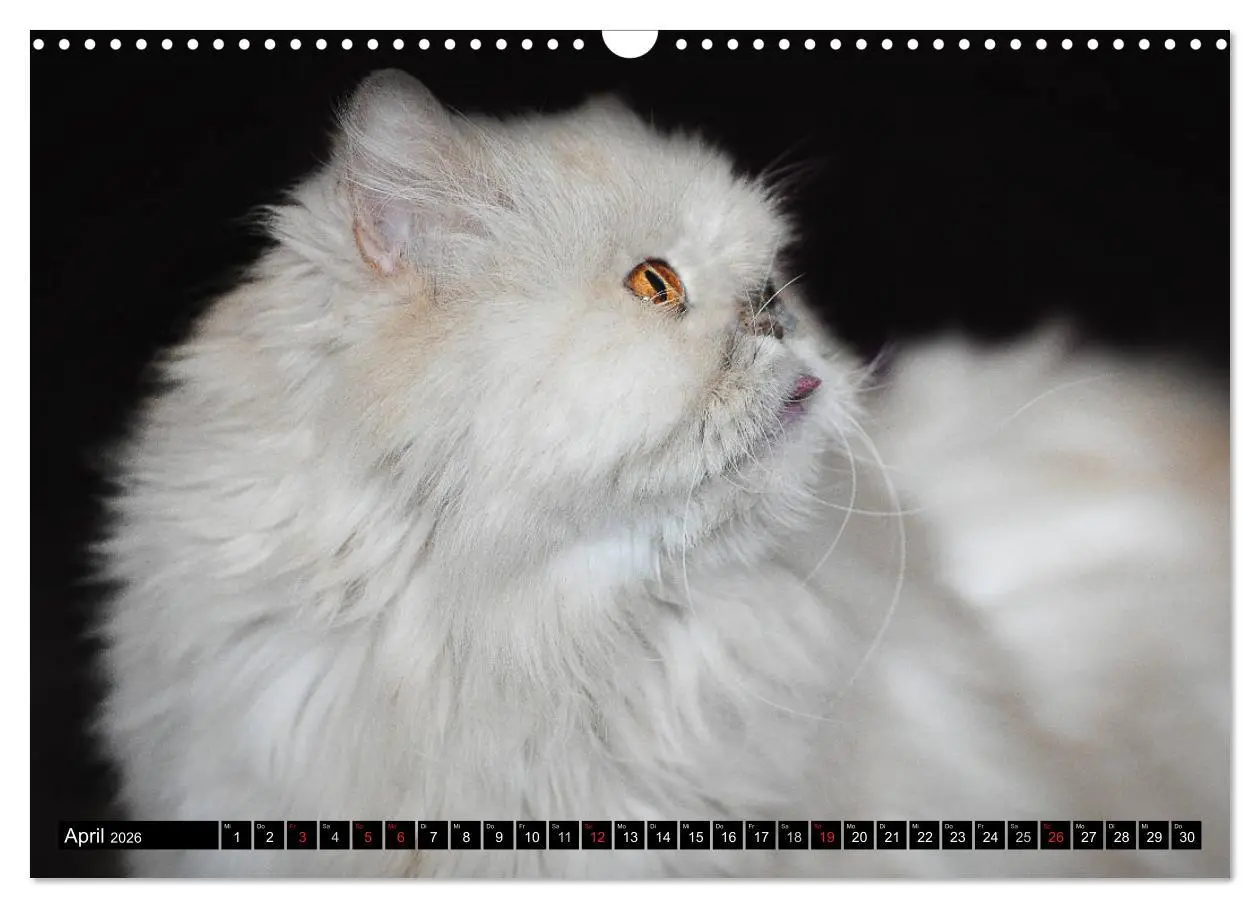 Bild: 9783516019902 | Tierheim - Miezen (Wandkalender 2026 DIN A3 quer), CALVENDO...