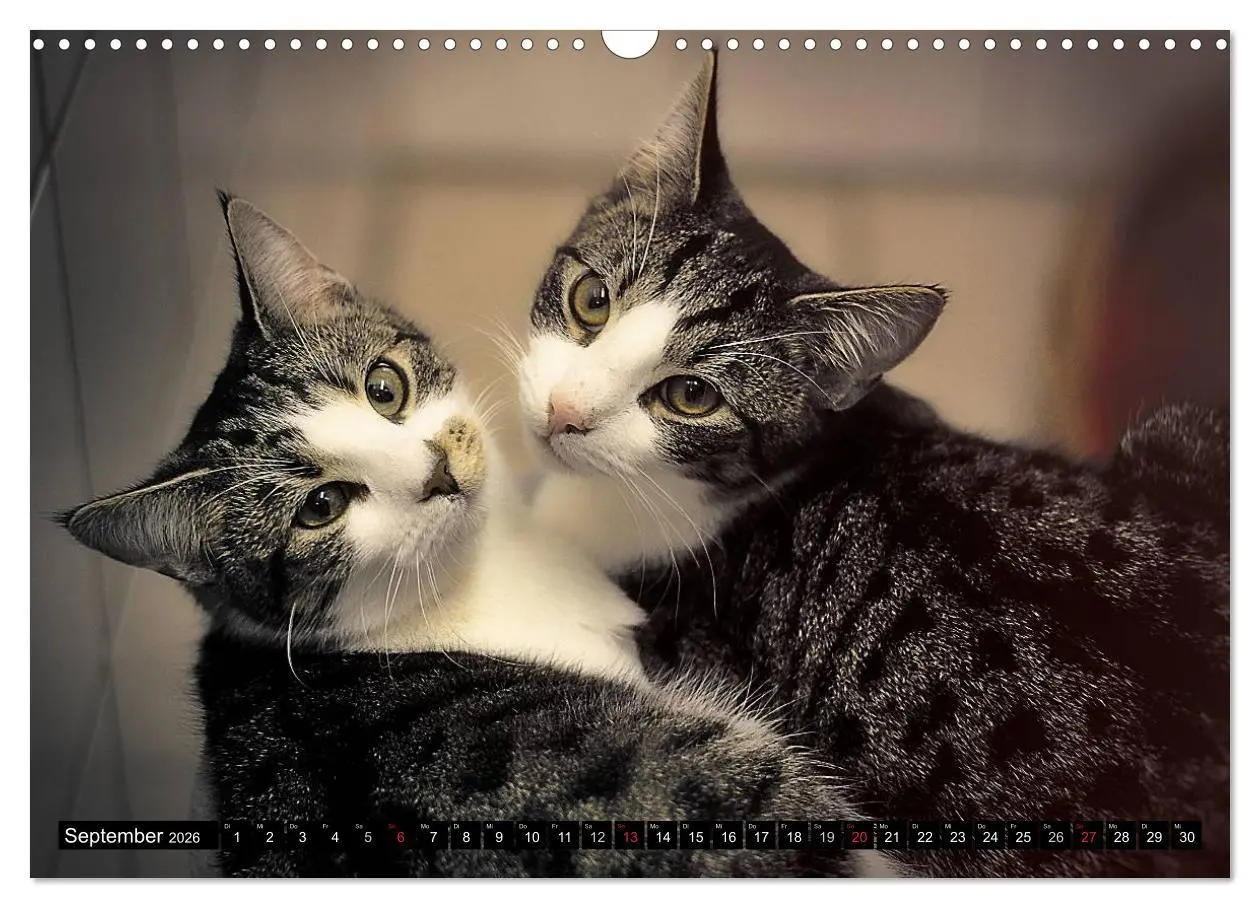 Bild: 9783516019902 | Tierheim - Miezen (Wandkalender 2026 DIN A3 quer), CALVENDO...