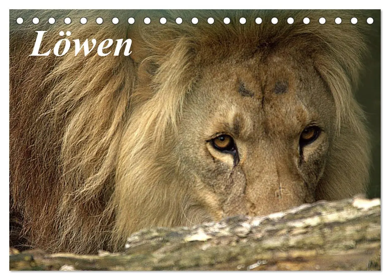 Cover: 9783516189902 | Löwen (Tischkalender 2026 DIN A5 quer), CALVENDO Monatskalender | 2026