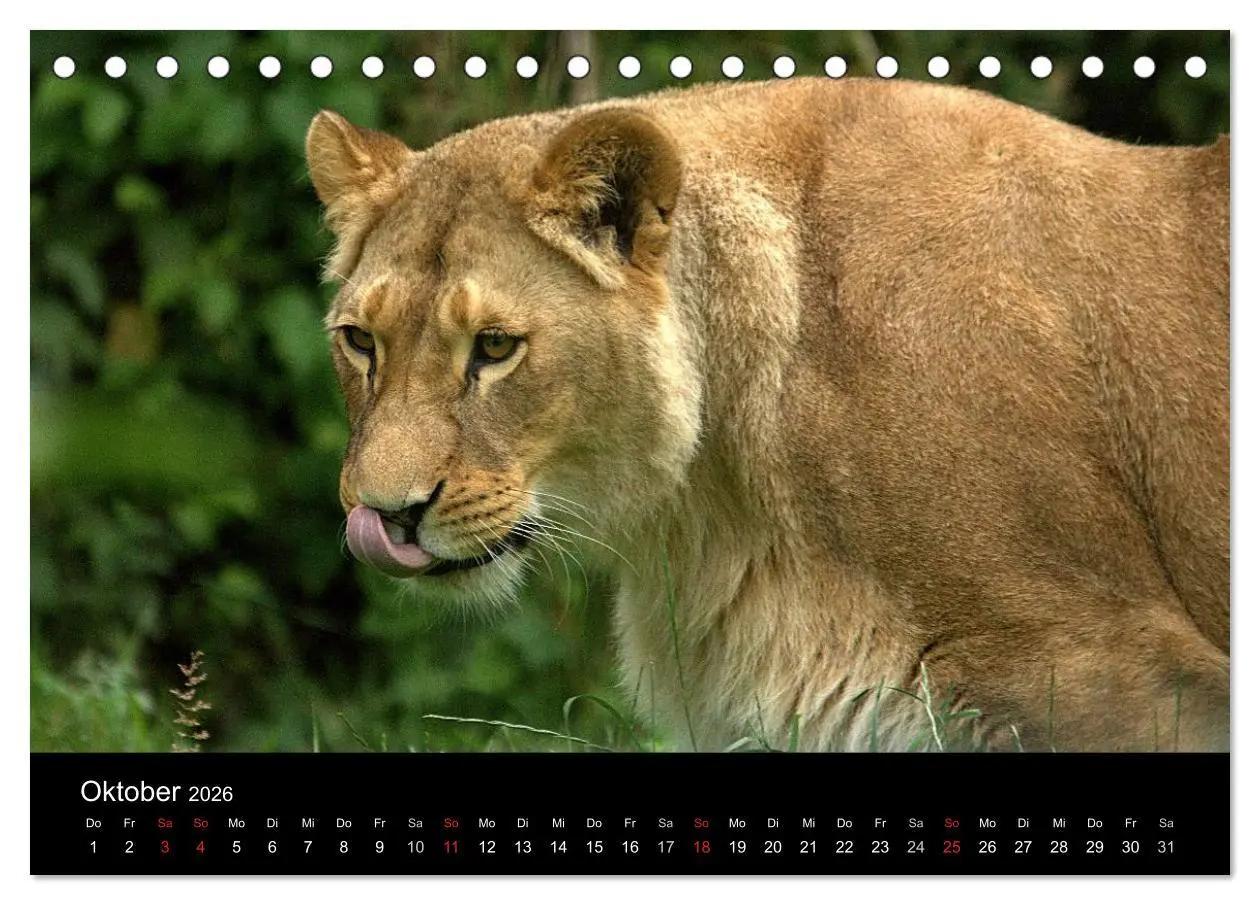 Bild: 9783516189902 | Löwen (Tischkalender 2026 DIN A5 quer), CALVENDO Monatskalender | 2026
