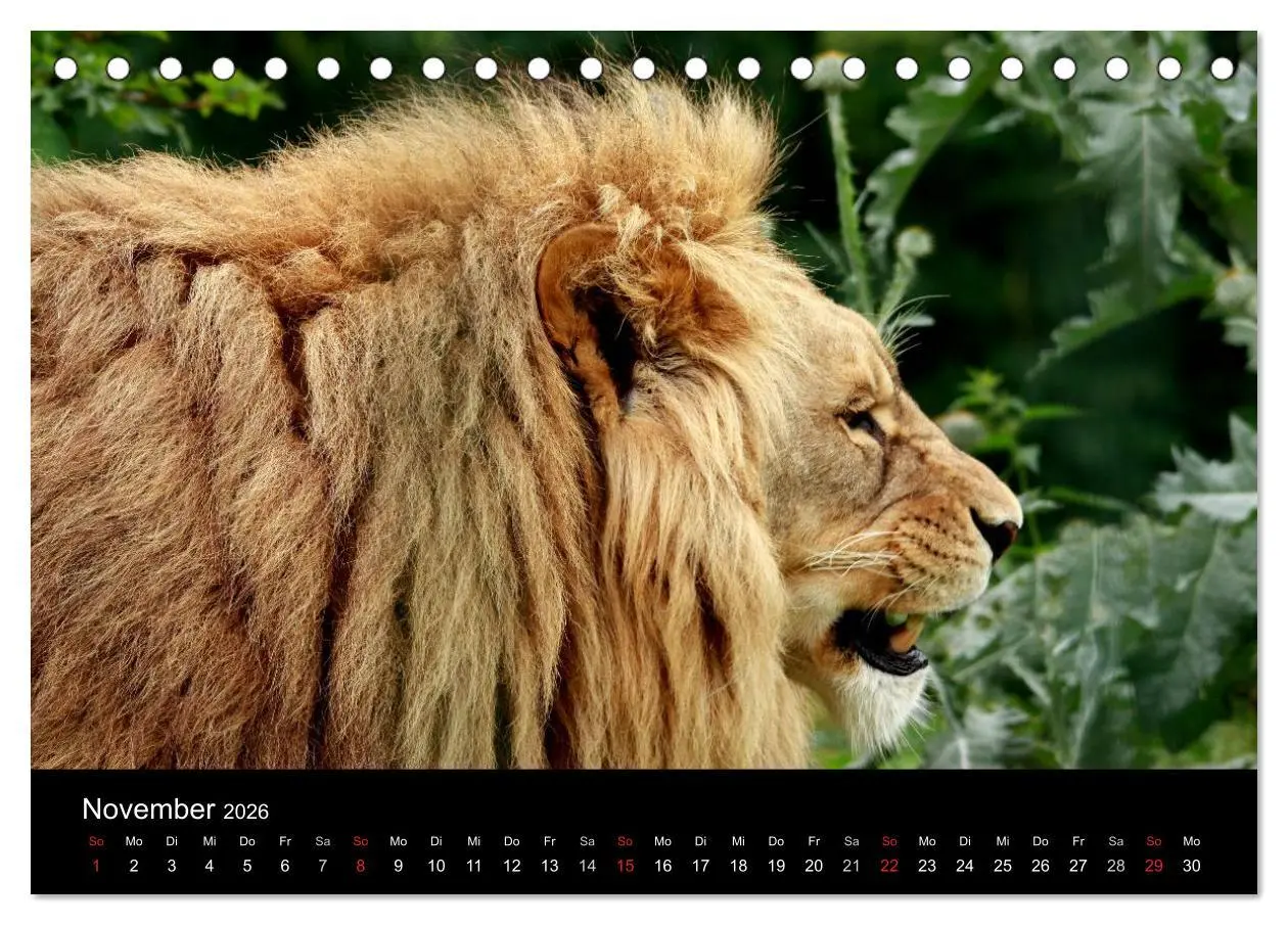 Bild: 9783516189902 | Löwen (Tischkalender 2026 DIN A5 quer), CALVENDO Monatskalender | 2026