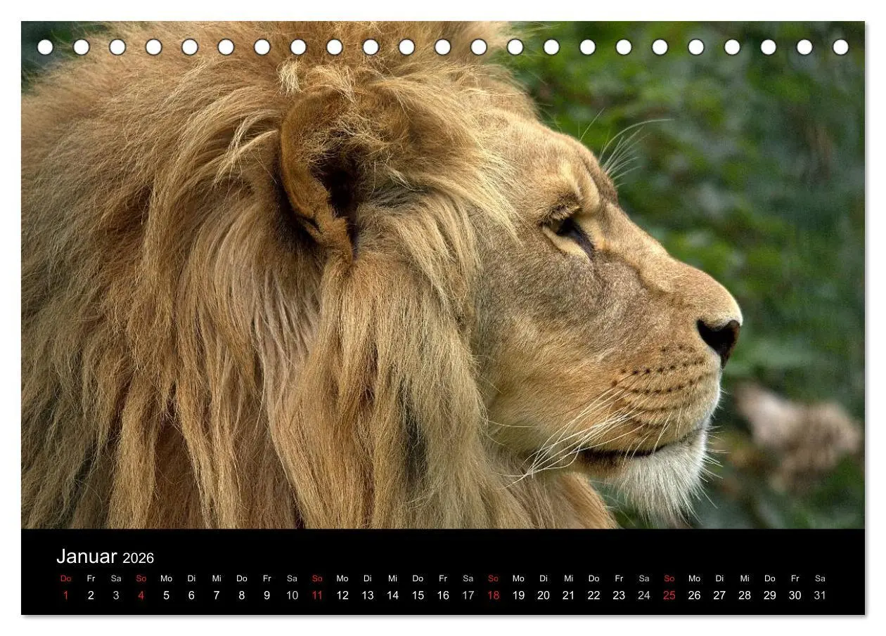 Bild: 9783516189902 | Löwen (Tischkalender 2026 DIN A5 quer), CALVENDO Monatskalender | 2026