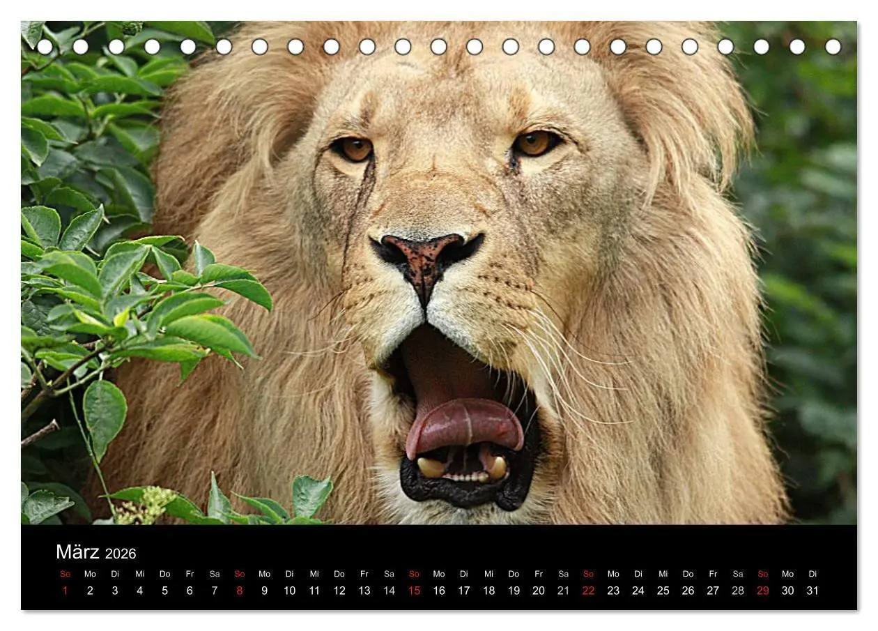 Bild: 9783516189902 | Löwen (Tischkalender 2026 DIN A5 quer), CALVENDO Monatskalender | 2026
