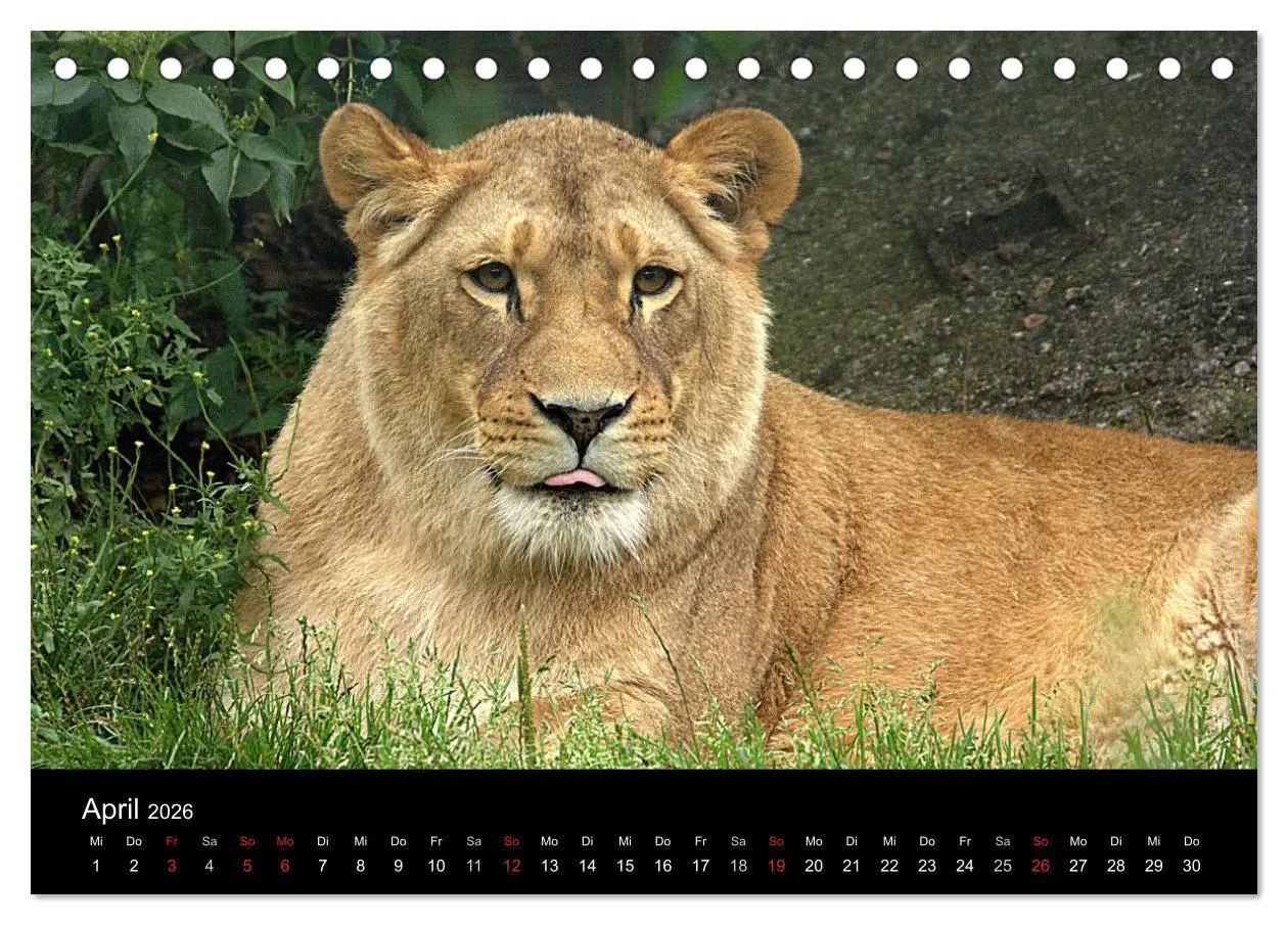 Bild: 9783516189902 | Löwen (Tischkalender 2026 DIN A5 quer), CALVENDO Monatskalender | 2026