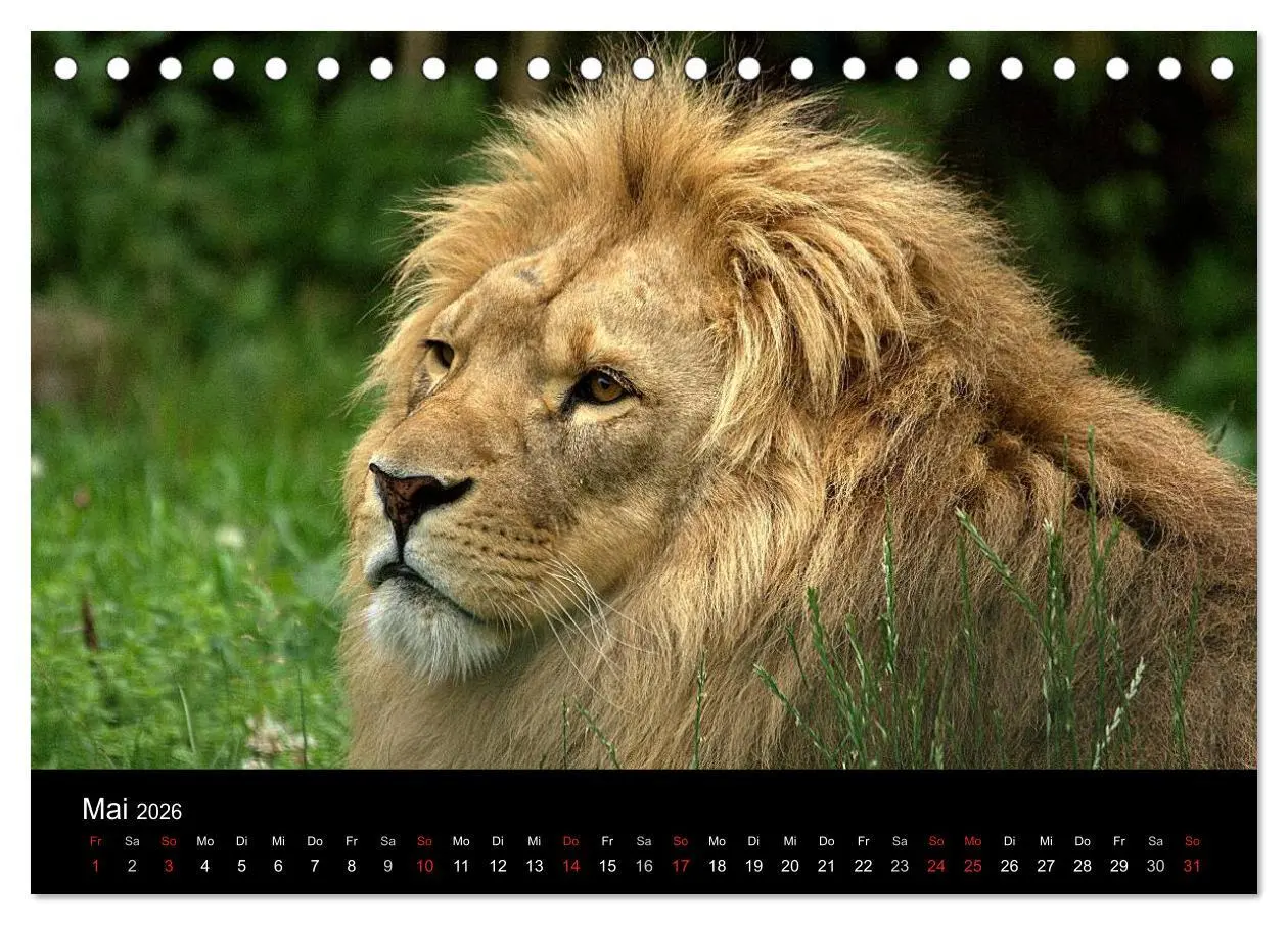 Bild: 9783516189902 | Löwen (Tischkalender 2026 DIN A5 quer), CALVENDO Monatskalender | 2026