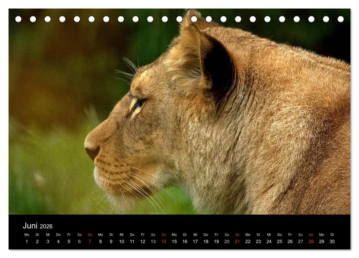 Bild: 9783516189902 | Löwen (Tischkalender 2026 DIN A5 quer), CALVENDO Monatskalender | 2026
