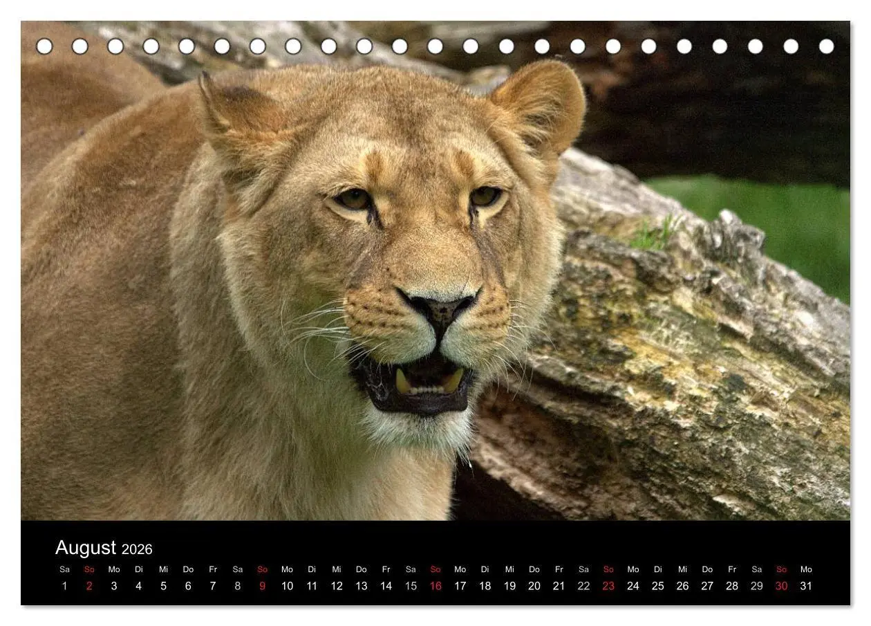 Bild: 9783516189902 | Löwen (Tischkalender 2026 DIN A5 quer), CALVENDO Monatskalender | 2026