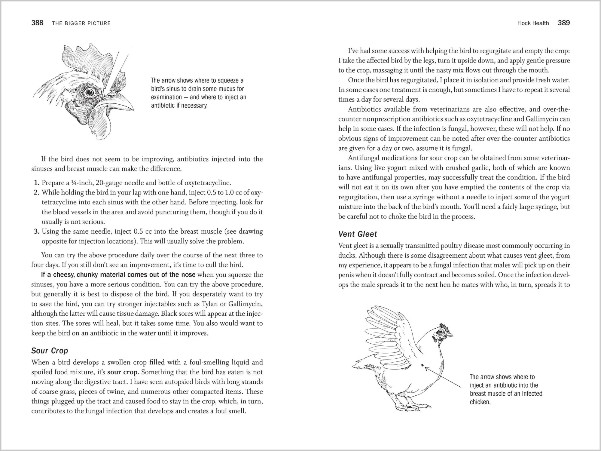 Bild: 9781612120003 | Storey's Guide to Raising Poultry, 4th Edition | Glenn Drowns | Buch