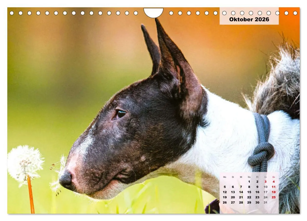 Bild: 9783457570203 | Bullterrier. Freudiges Wesen und Charakter (Wandkalender 2026 DIN...