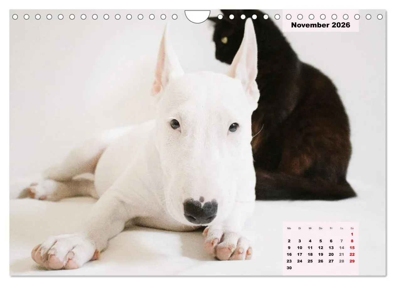 Bild: 9783457570203 | Bullterrier. Freudiges Wesen und Charakter (Wandkalender 2026 DIN...