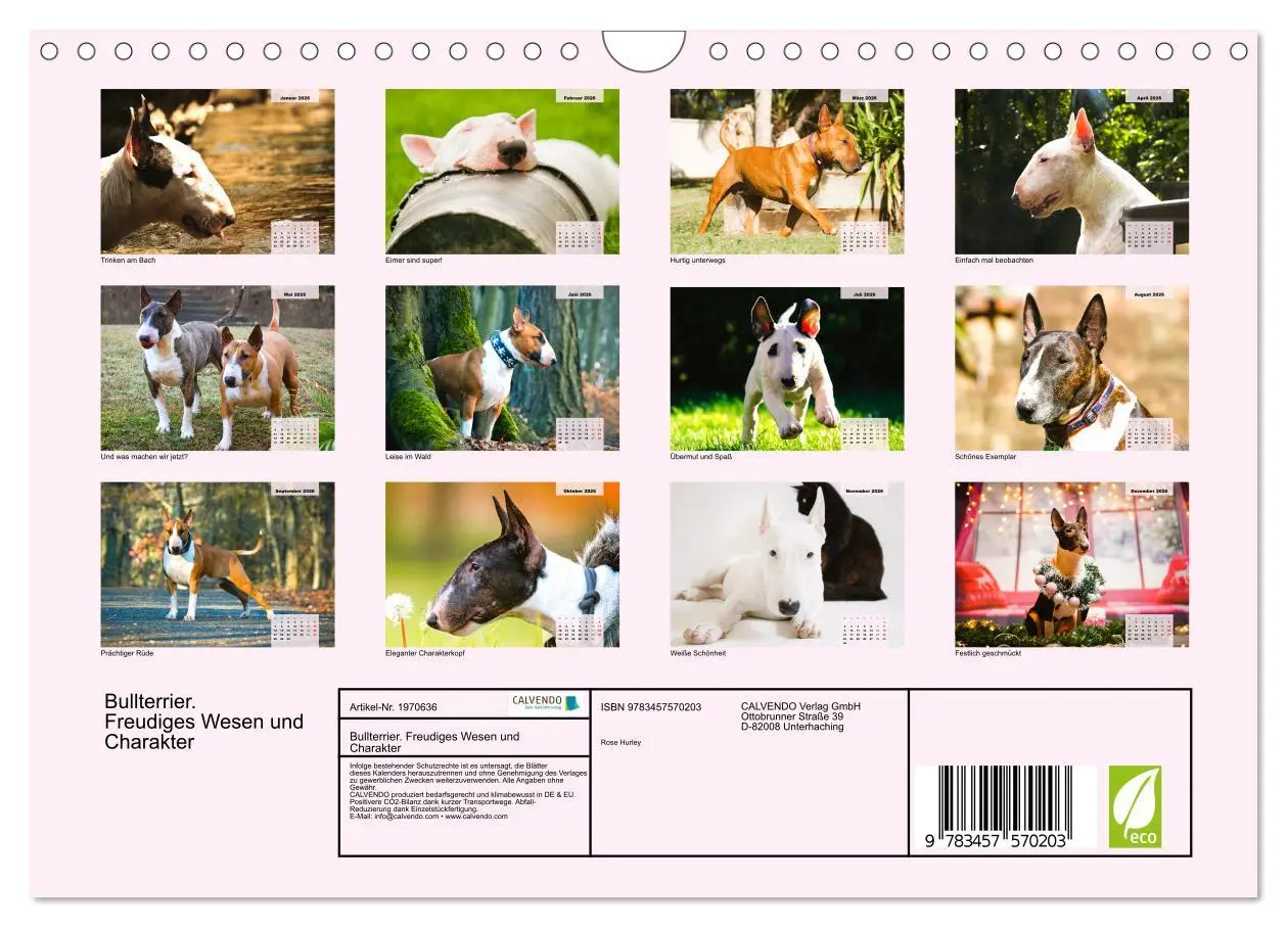 Bild: 9783457570203 | Bullterrier. Freudiges Wesen und Charakter (Wandkalender 2026 DIN...