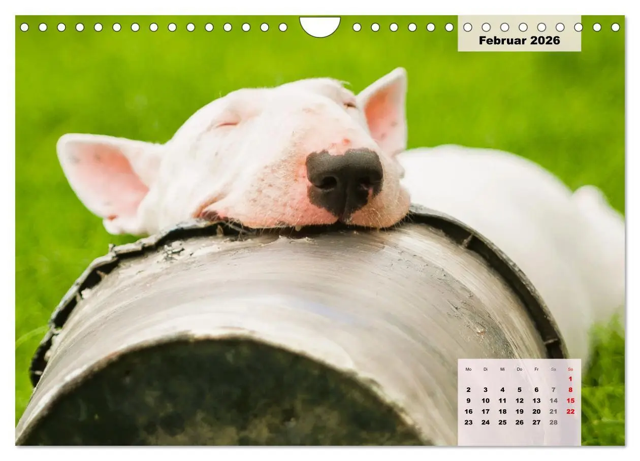 Bild: 9783457570203 | Bullterrier. Freudiges Wesen und Charakter (Wandkalender 2026 DIN...