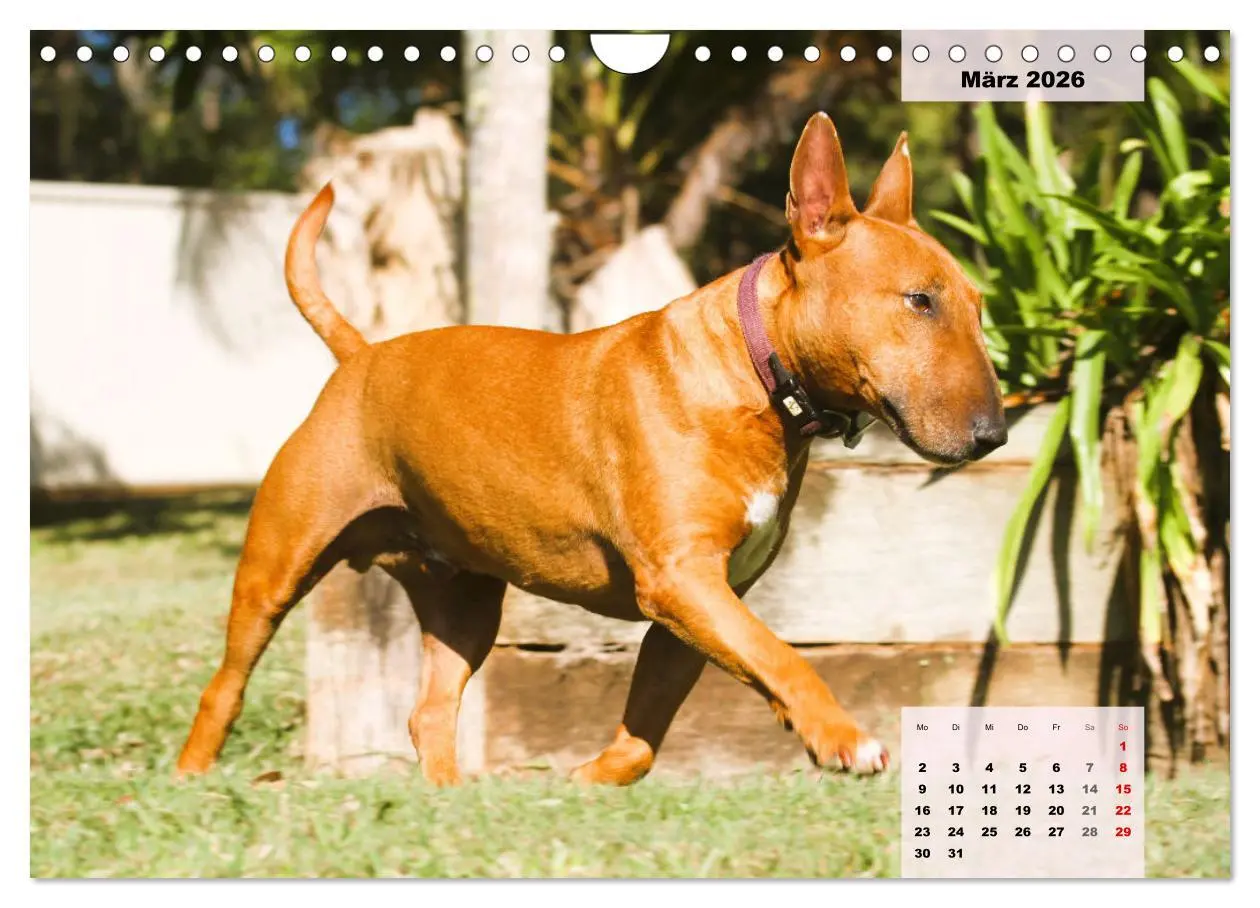 Bild: 9783457570203 | Bullterrier. Freudiges Wesen und Charakter (Wandkalender 2026 DIN...