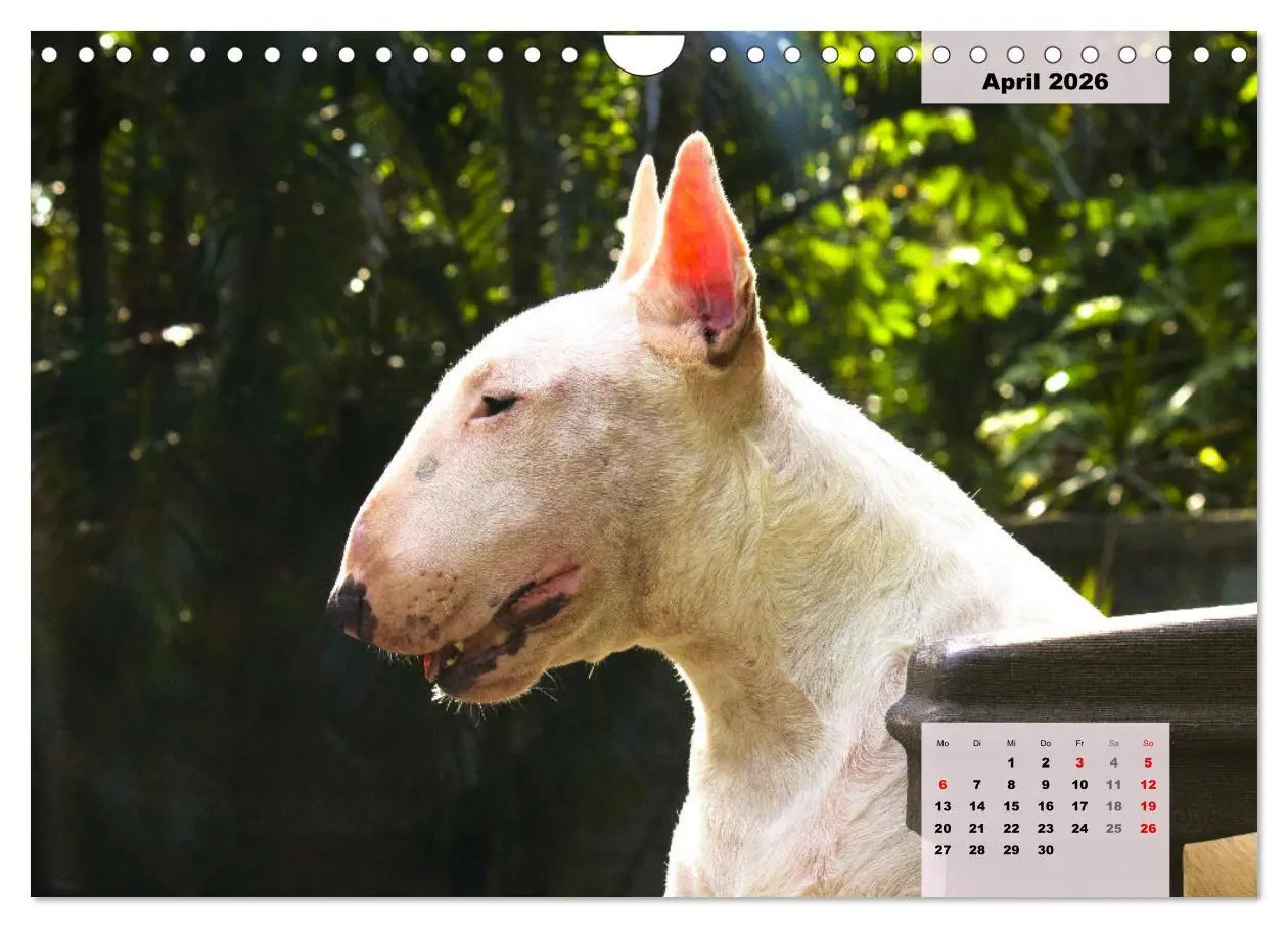 Bild: 9783457570203 | Bullterrier. Freudiges Wesen und Charakter (Wandkalender 2026 DIN...