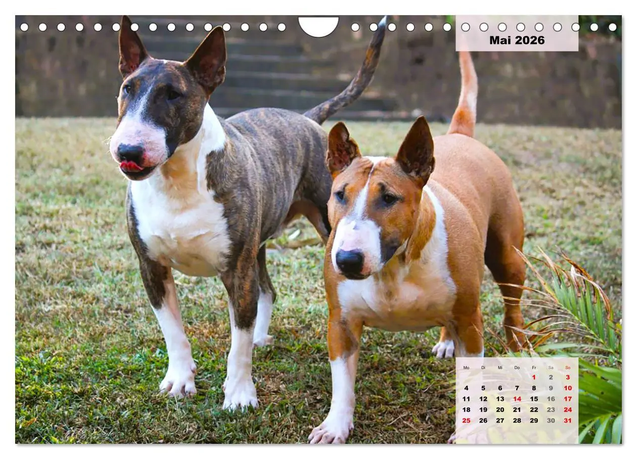 Bild: 9783457570203 | Bullterrier. Freudiges Wesen und Charakter (Wandkalender 2026 DIN...