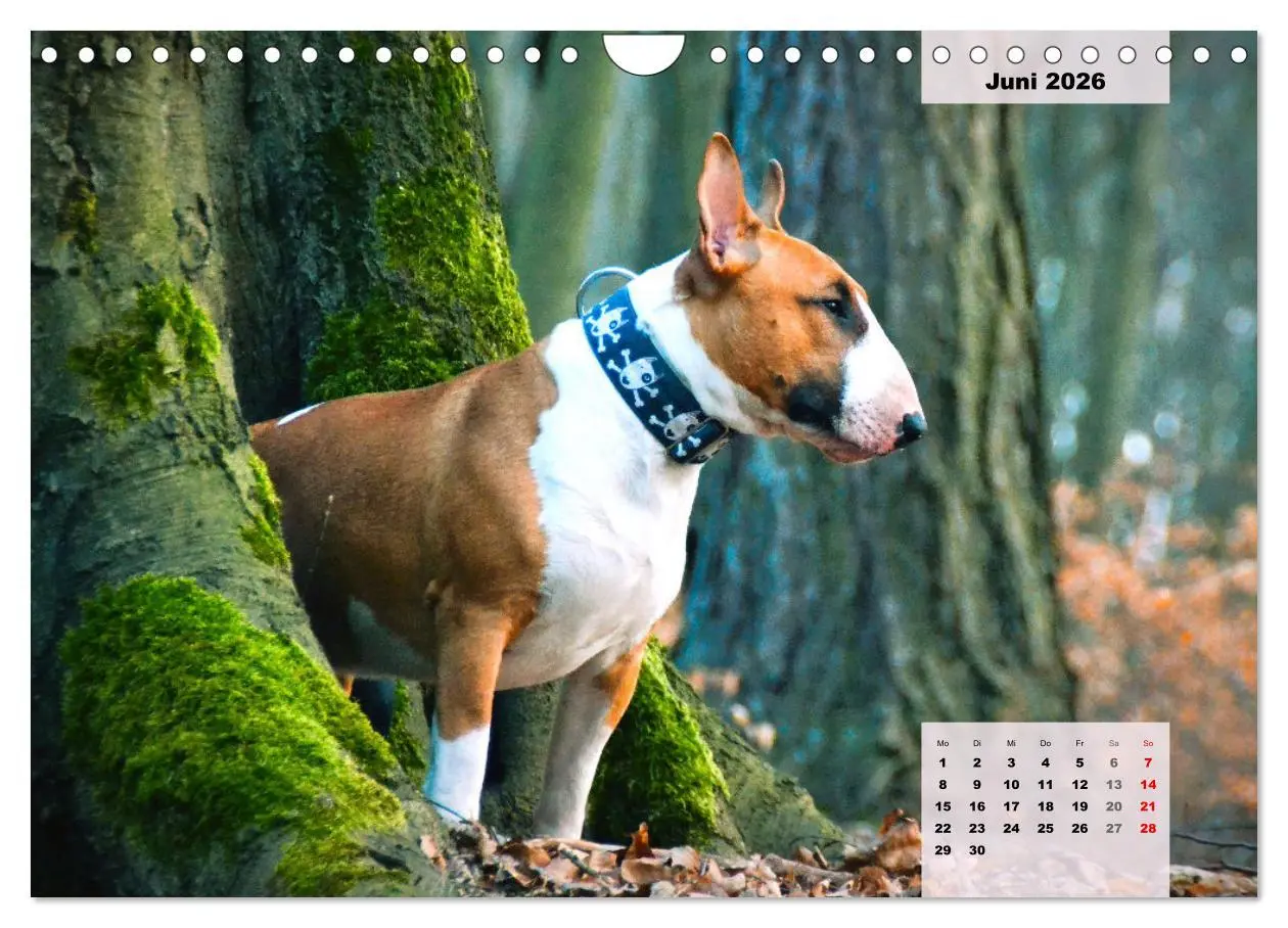 Bild: 9783457570203 | Bullterrier. Freudiges Wesen und Charakter (Wandkalender 2026 DIN...