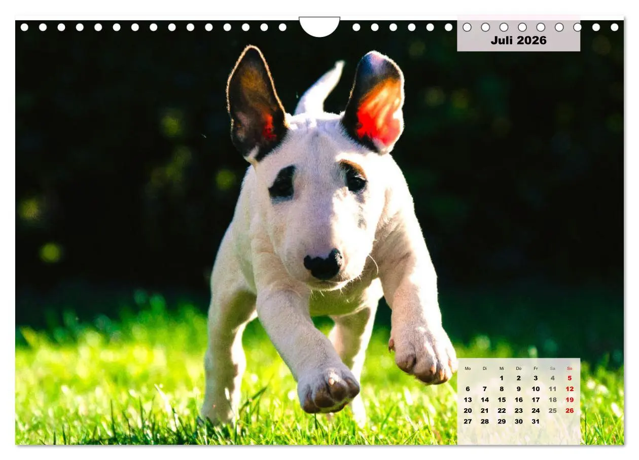 Bild: 9783457570203 | Bullterrier. Freudiges Wesen und Charakter (Wandkalender 2026 DIN...