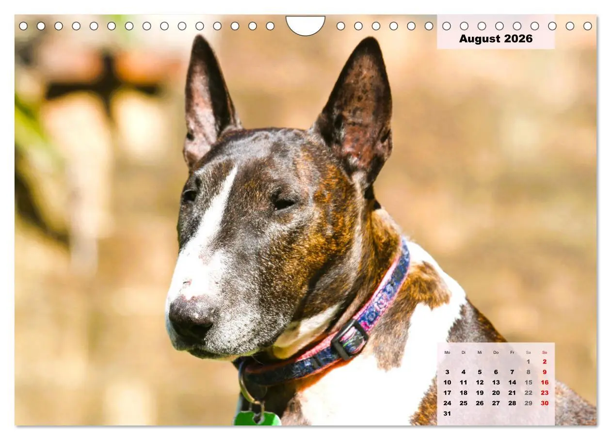 Bild: 9783457570203 | Bullterrier. Freudiges Wesen und Charakter (Wandkalender 2026 DIN...