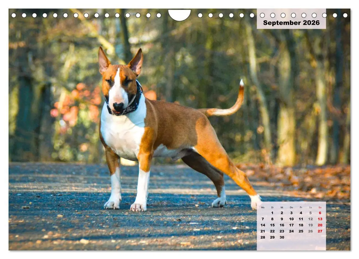 Bild: 9783457570203 | Bullterrier. Freudiges Wesen und Charakter (Wandkalender 2026 DIN...