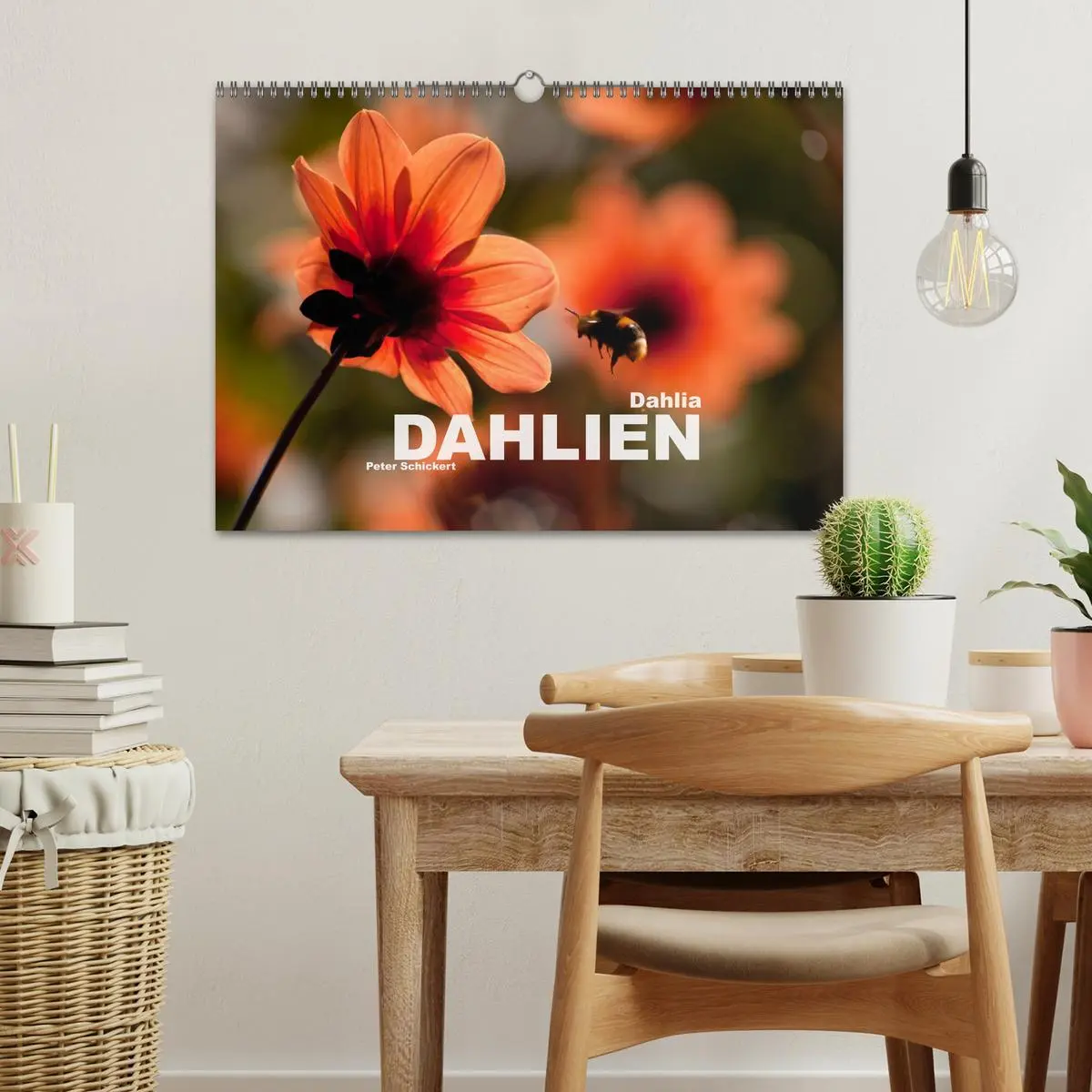 Bild: 9783516100303 | Dahlia - Dahlien (Wandkalender 2026 DIN A3 quer), CALVENDO...