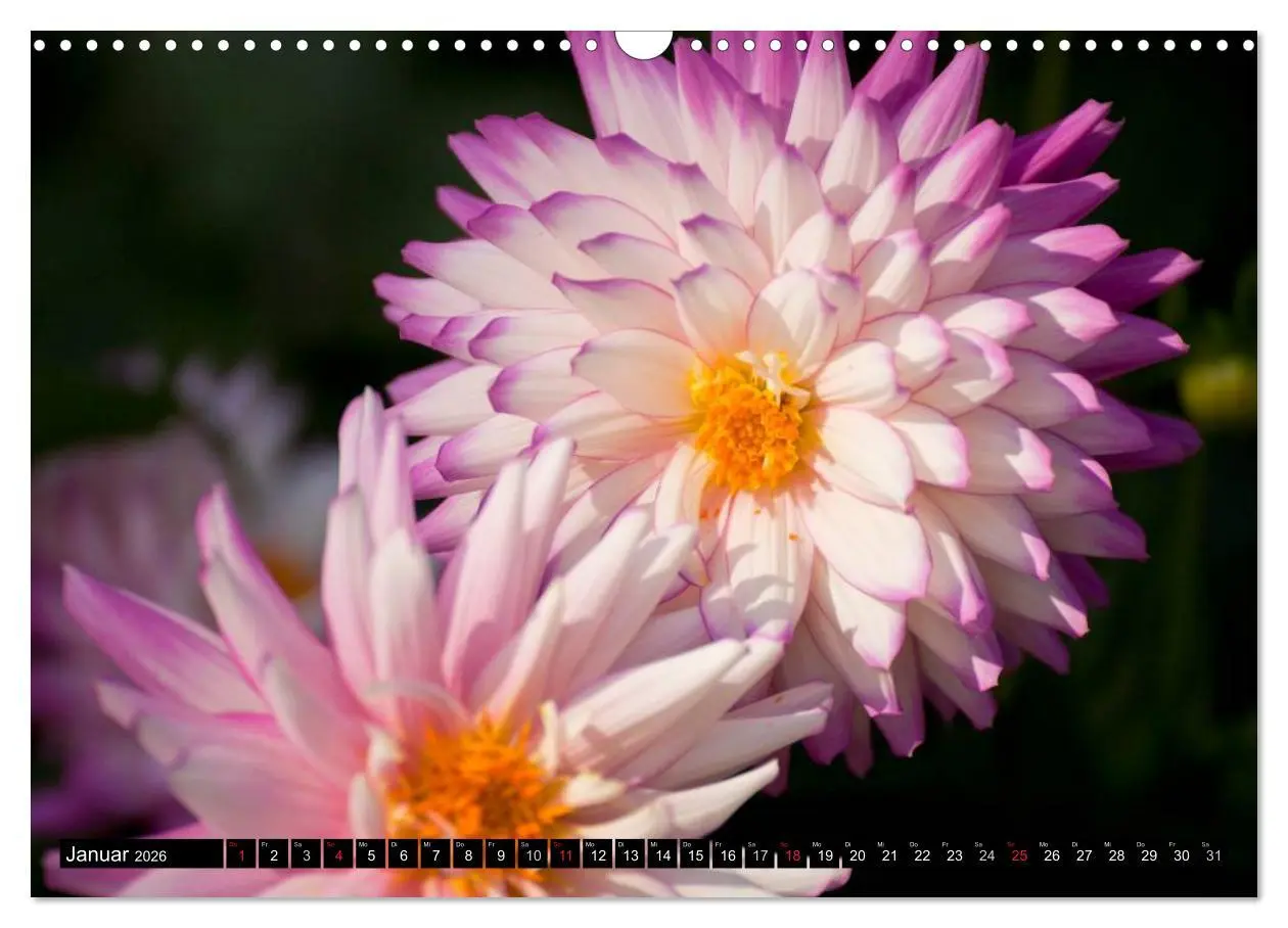Bild: 9783516100303 | Dahlia - Dahlien (Wandkalender 2026 DIN A3 quer), CALVENDO...