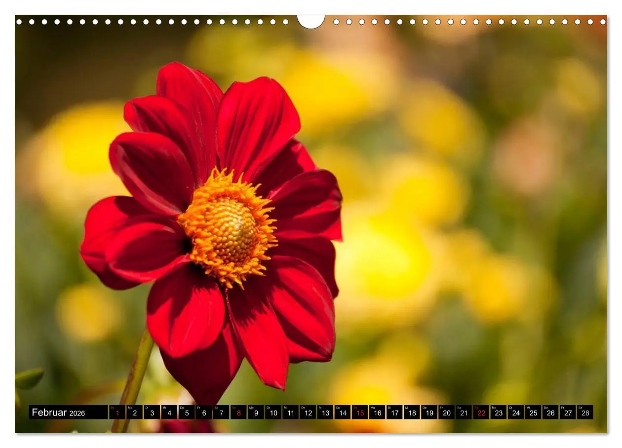Bild: 9783516100303 | Dahlia - Dahlien (Wandkalender 2026 DIN A3 quer), CALVENDO...