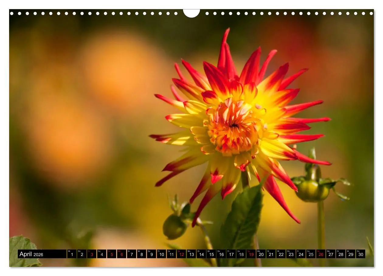 Bild: 9783516100303 | Dahlia - Dahlien (Wandkalender 2026 DIN A3 quer), CALVENDO...