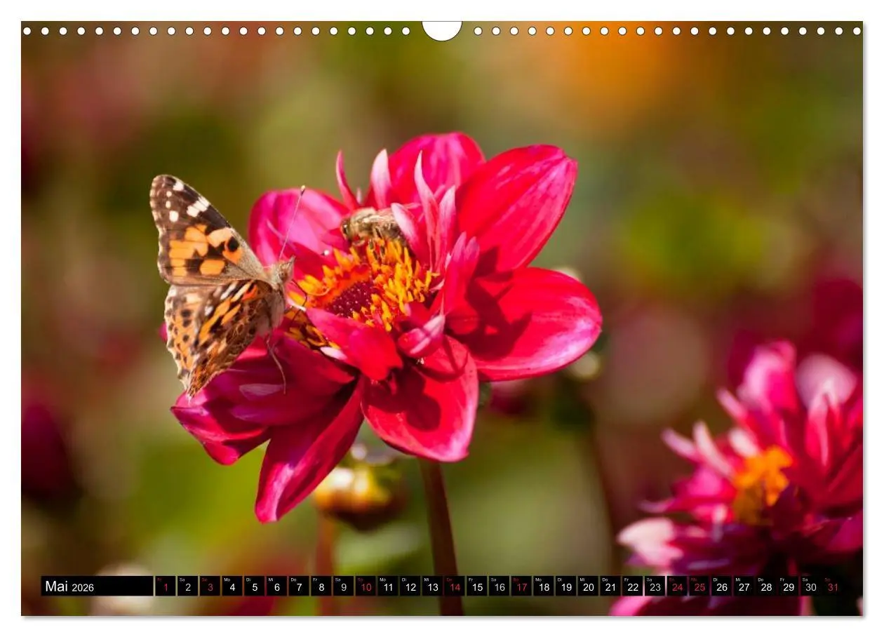 Bild: 9783516100303 | Dahlia - Dahlien (Wandkalender 2026 DIN A3 quer), CALVENDO...