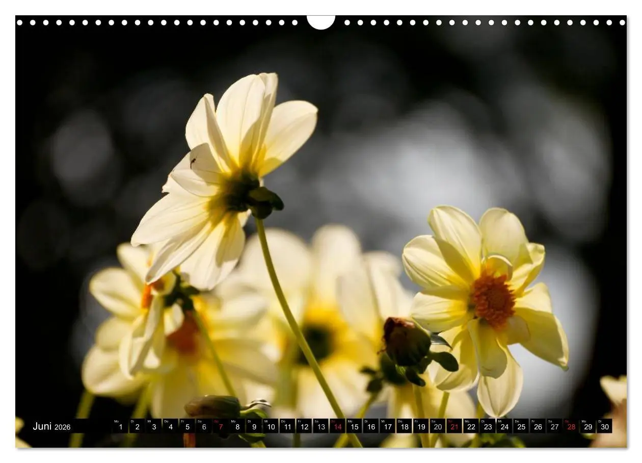Bild: 9783516100303 | Dahlia - Dahlien (Wandkalender 2026 DIN A3 quer), CALVENDO...