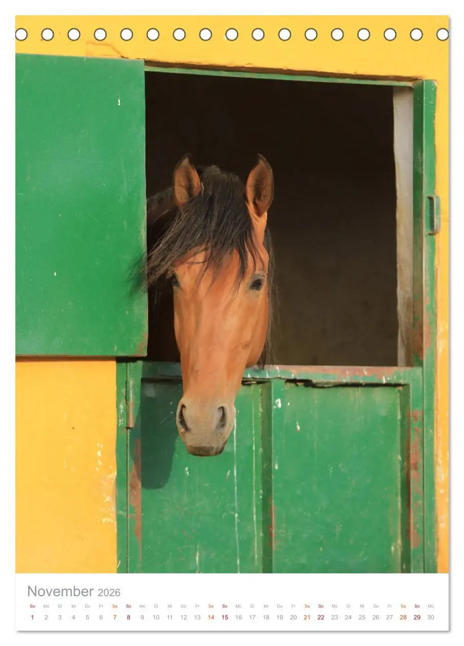 Bild: 9783516410303 | Caballos - Die schönen Pferde Spaniens (Tischkalender 2026 DIN A5...