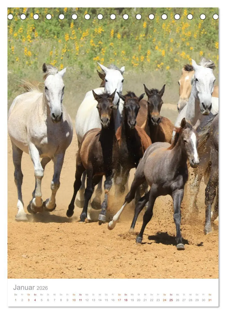Bild: 9783516410303 | Caballos - Die schönen Pferde Spaniens (Tischkalender 2026 DIN A5...