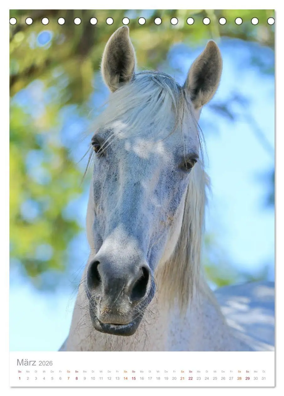 Bild: 9783516410303 | Caballos - Die schönen Pferde Spaniens (Tischkalender 2026 DIN A5...