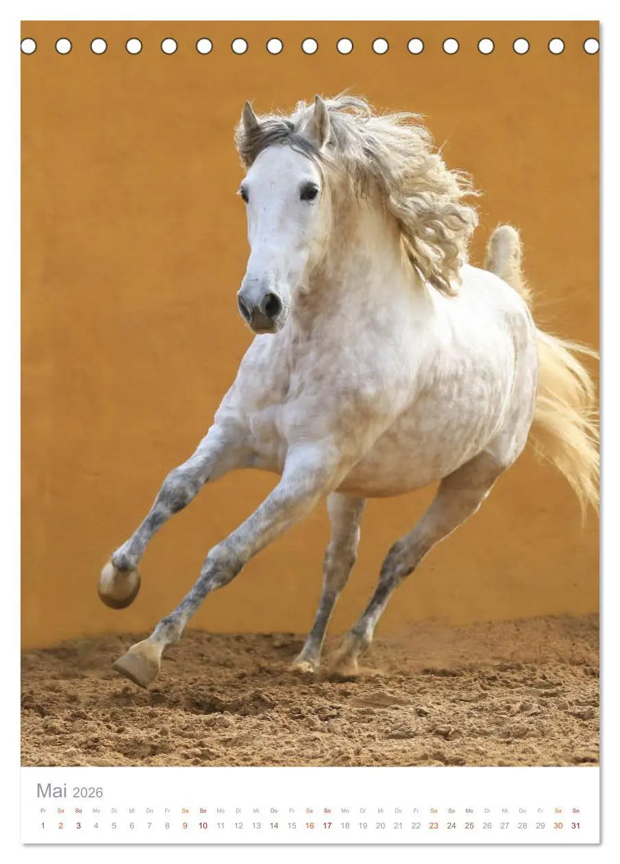 Bild: 9783516410303 | Caballos - Die schönen Pferde Spaniens (Tischkalender 2026 DIN A5...