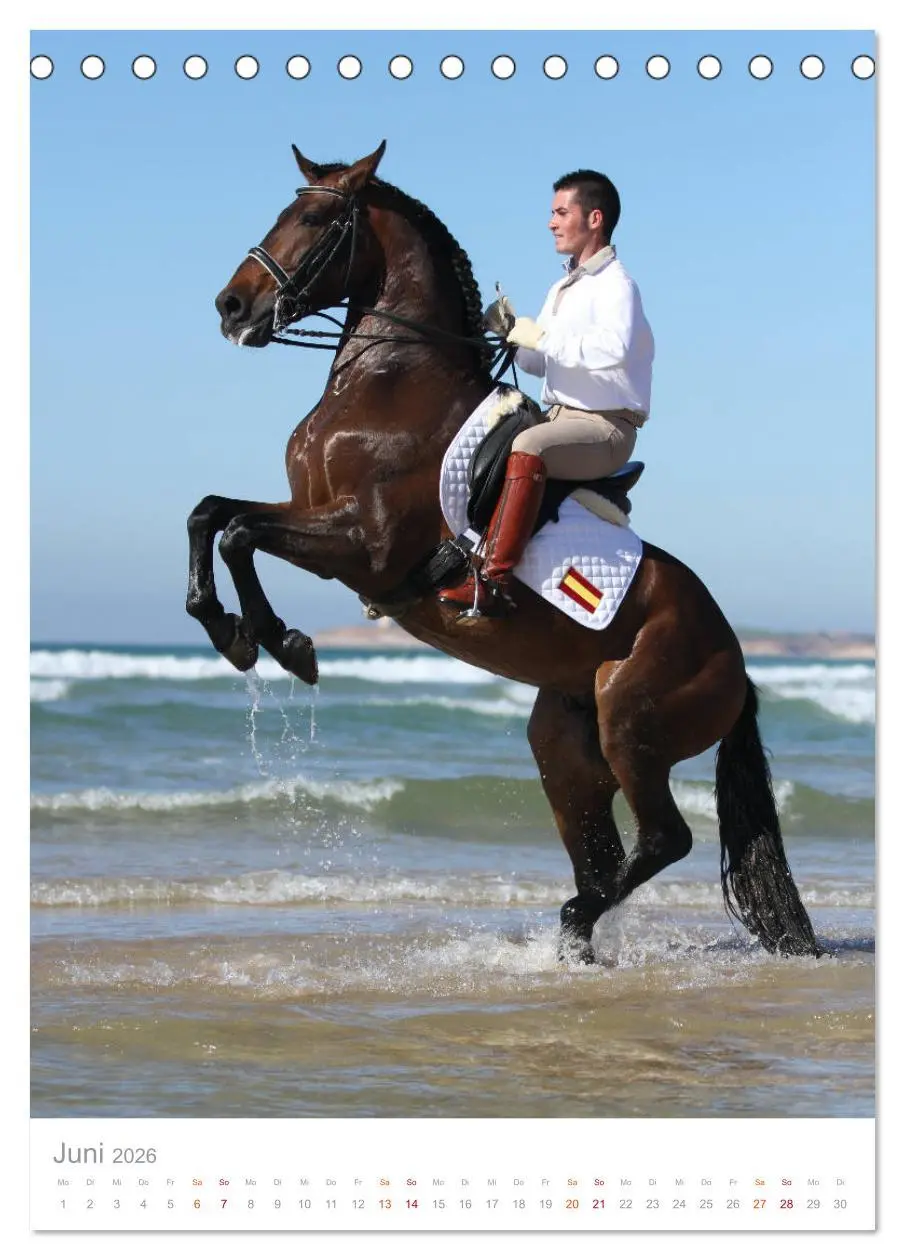 Bild: 9783516410303 | Caballos - Die schönen Pferde Spaniens (Tischkalender 2026 DIN A5...
