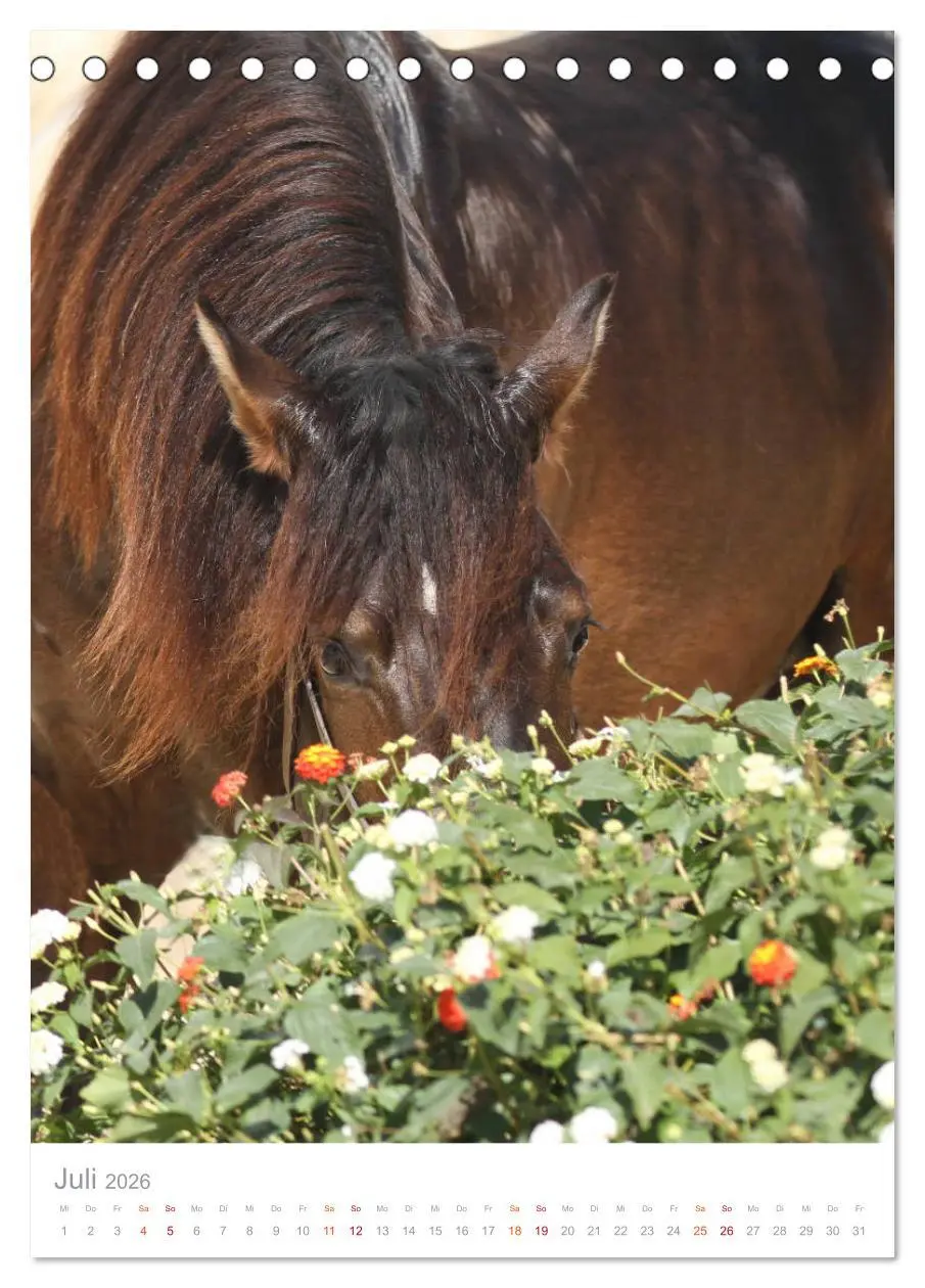 Bild: 9783516410303 | Caballos - Die schönen Pferde Spaniens (Tischkalender 2026 DIN A5...