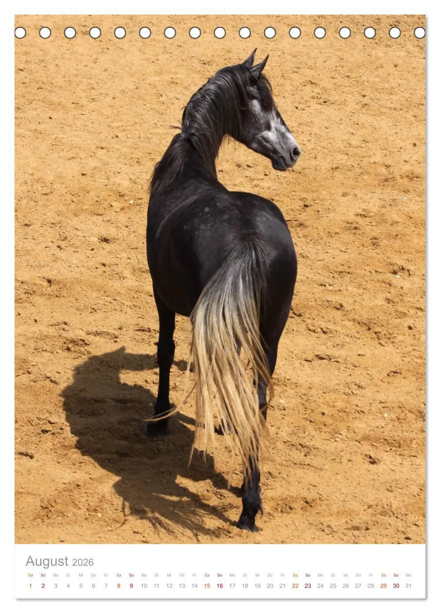 Bild: 9783516410303 | Caballos - Die schönen Pferde Spaniens (Tischkalender 2026 DIN A5...
