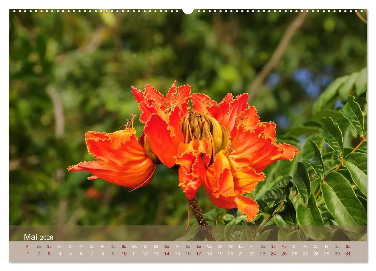 Bild: 9783516190403 | Aloha aus Hawaii (hochwertiger Premium Wandkalender 2026 DIN A2...