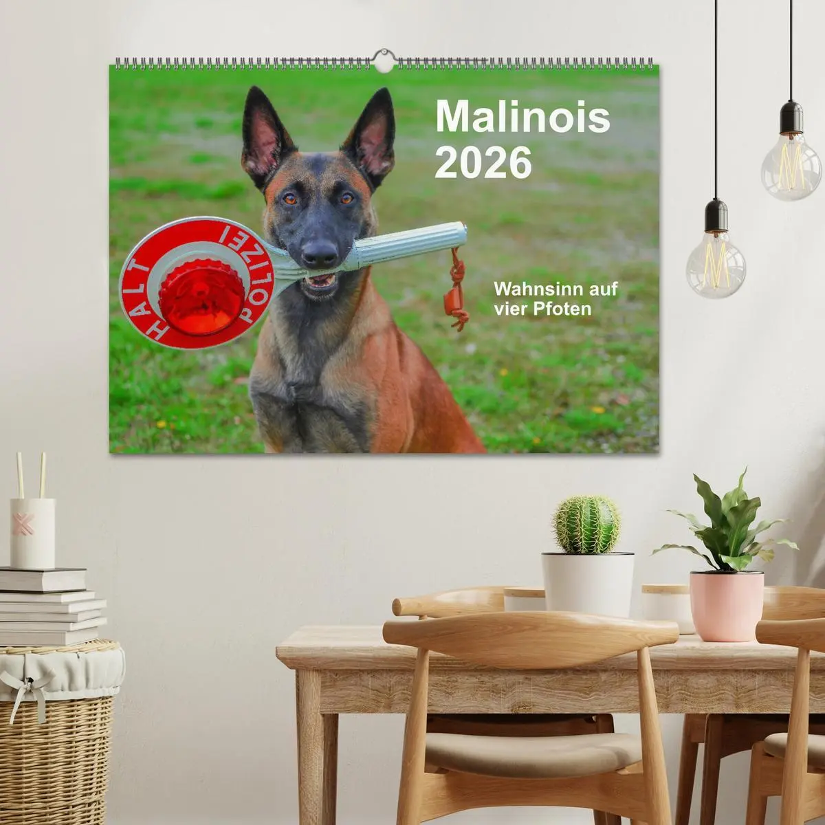 Bild: 9783457840603 | Malinois - Wahnsinn auf vier Pfoten (Wandkalender 2026 DIN A2...