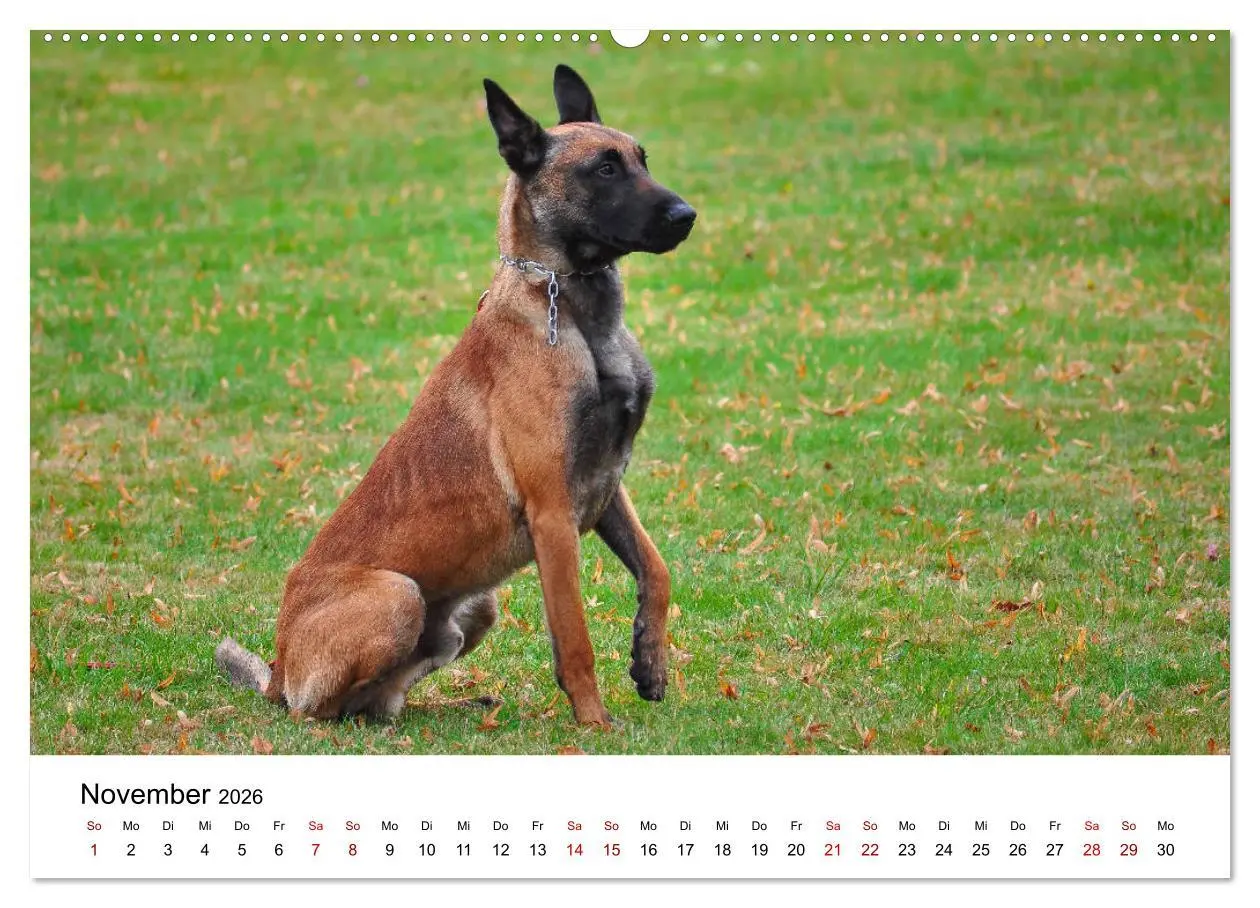 Bild: 9783457840603 | Malinois - Wahnsinn auf vier Pfoten (Wandkalender 2026 DIN A2...