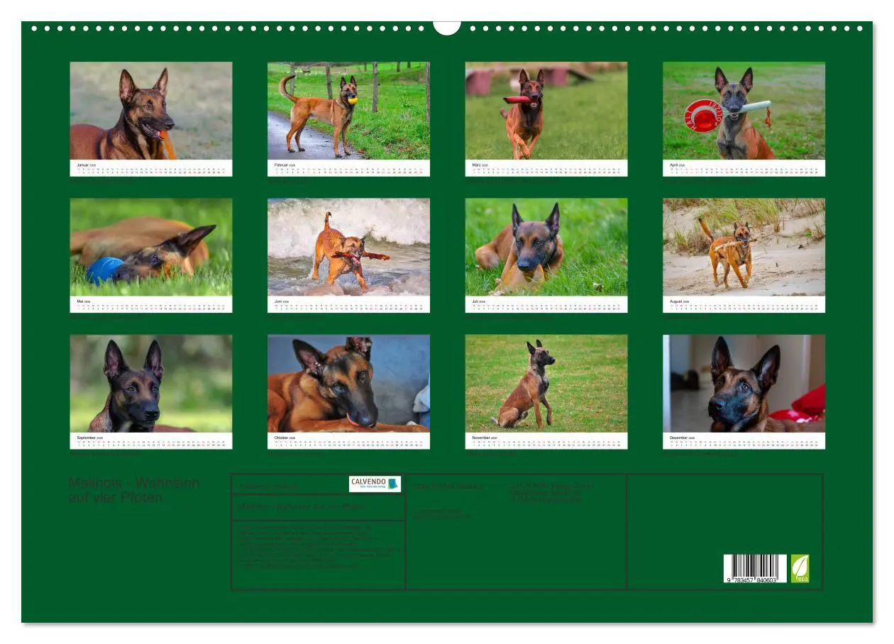 Bild: 9783457840603 | Malinois - Wahnsinn auf vier Pfoten (Wandkalender 2026 DIN A2...