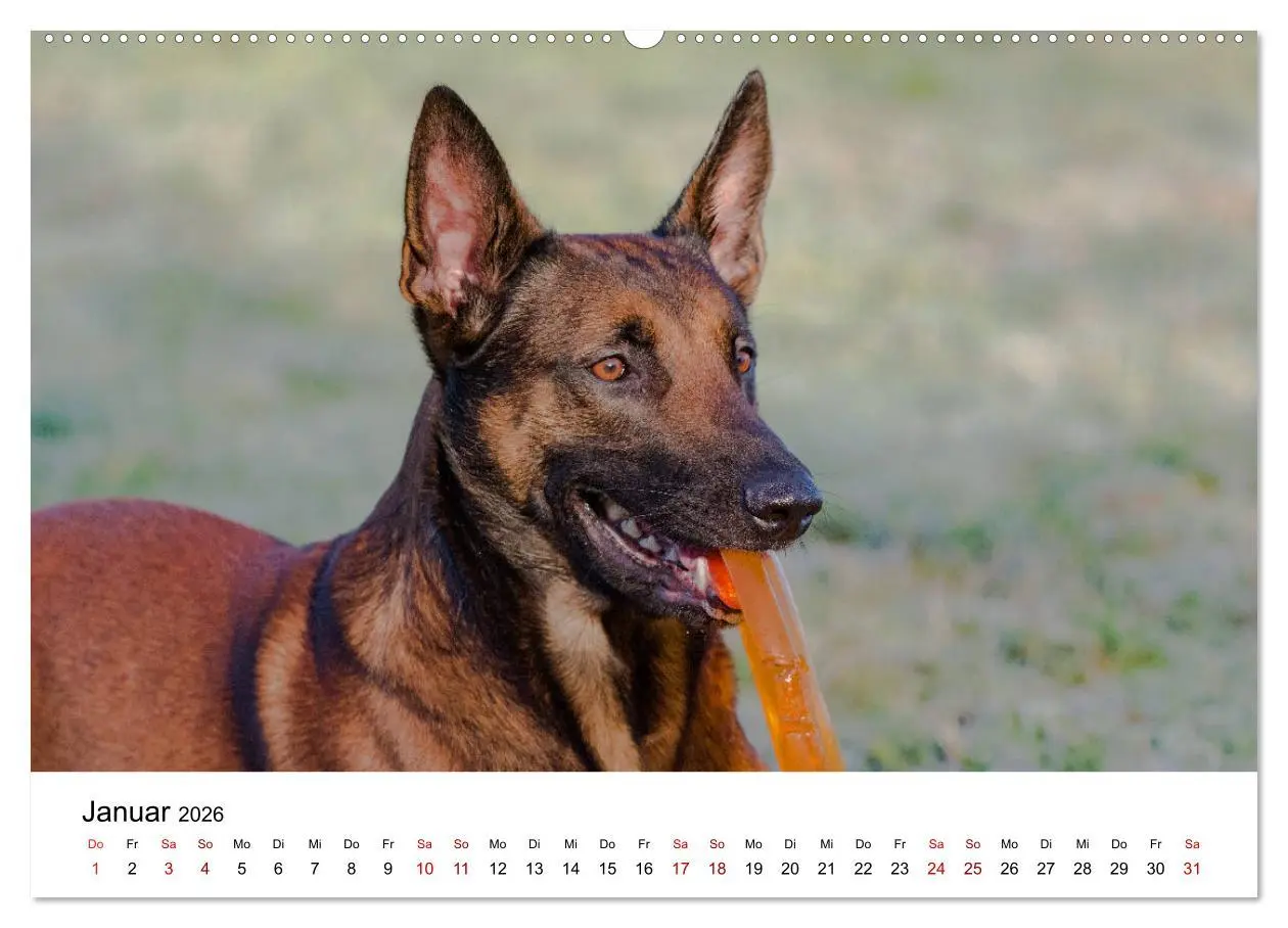 Bild: 9783457840603 | Malinois - Wahnsinn auf vier Pfoten (Wandkalender 2026 DIN A2...