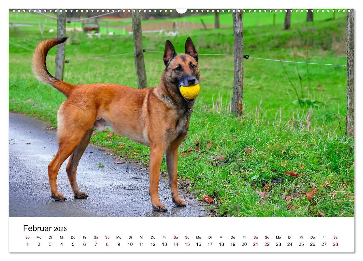 Bild: 9783457840603 | Malinois - Wahnsinn auf vier Pfoten (Wandkalender 2026 DIN A2...