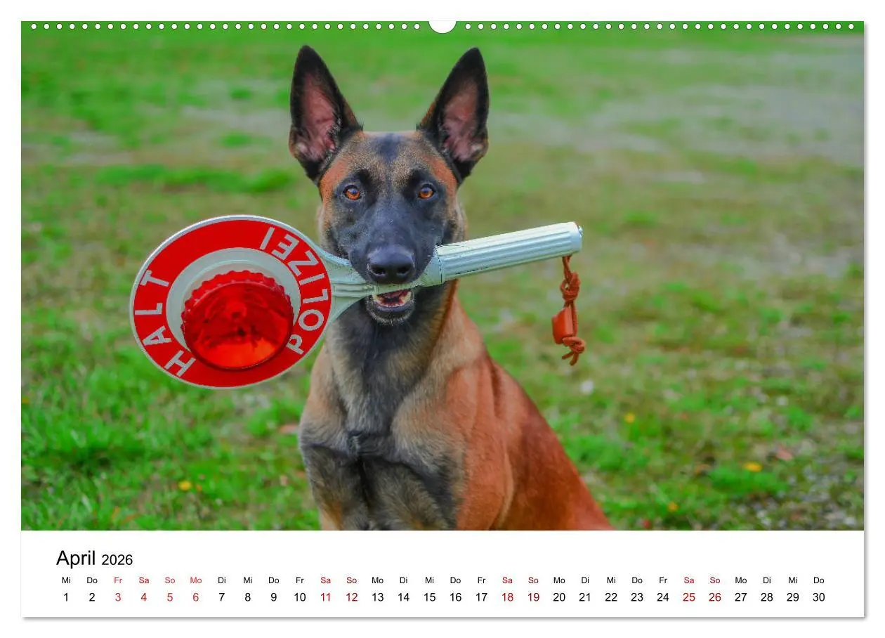 Bild: 9783457840603 | Malinois - Wahnsinn auf vier Pfoten (Wandkalender 2026 DIN A2...