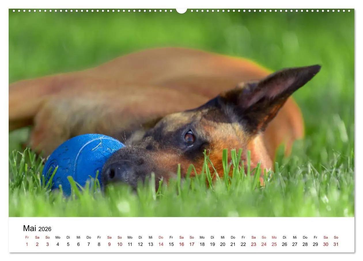 Bild: 9783457840603 | Malinois - Wahnsinn auf vier Pfoten (Wandkalender 2026 DIN A2...