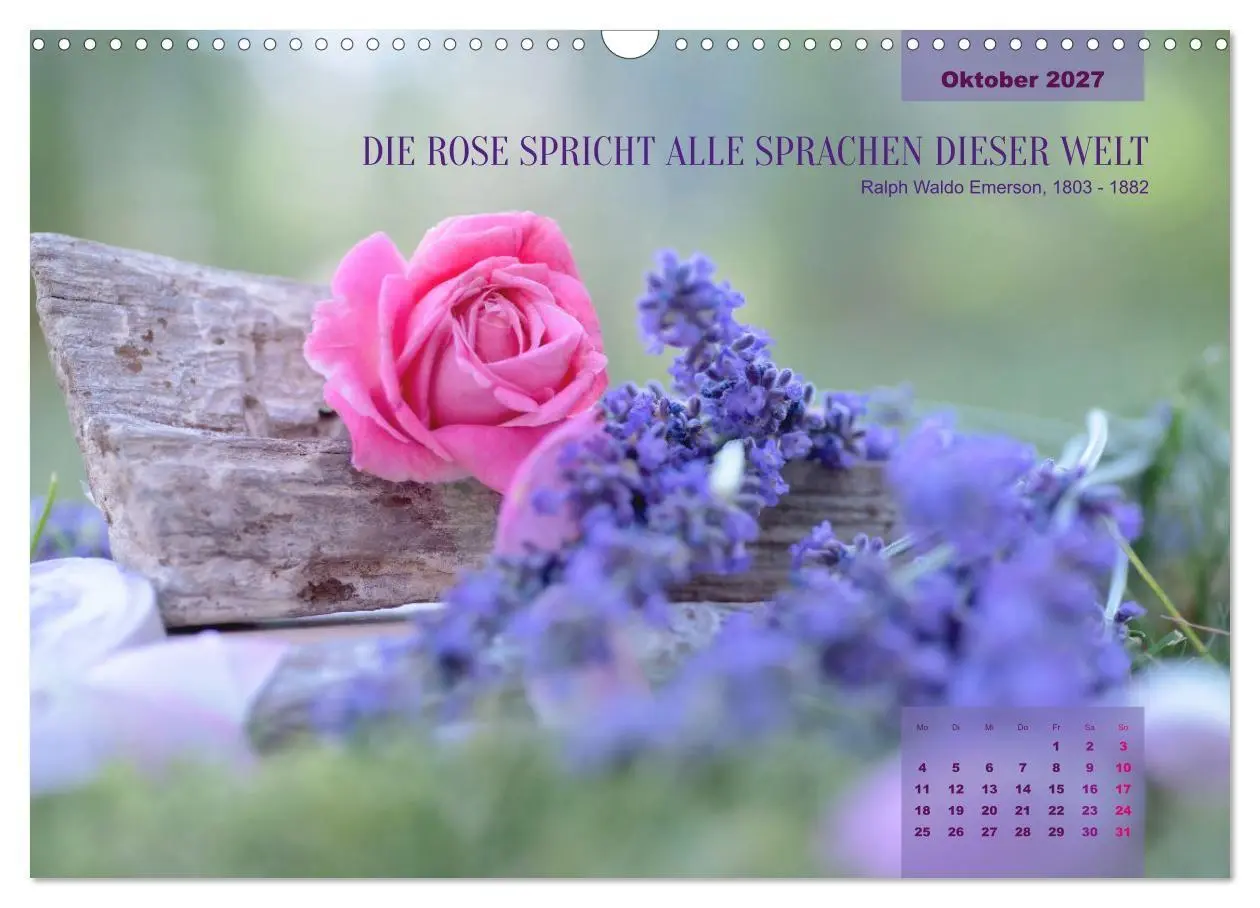Bild: 9783569400603 | Rose Königin des Gartens (Wandkalender 2027 DIN A3 quer), CALVENDO...
